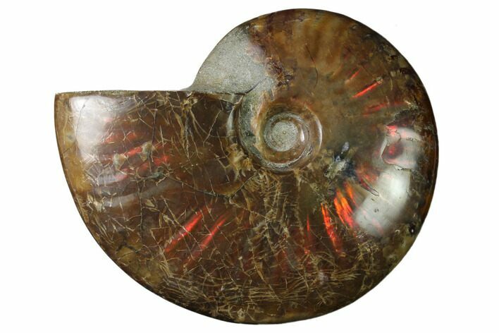 Flashy Red Iridescent Ammonite #155223